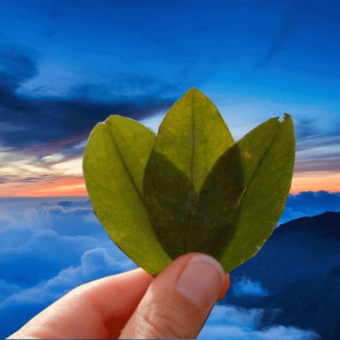 Coca-leaf-reading